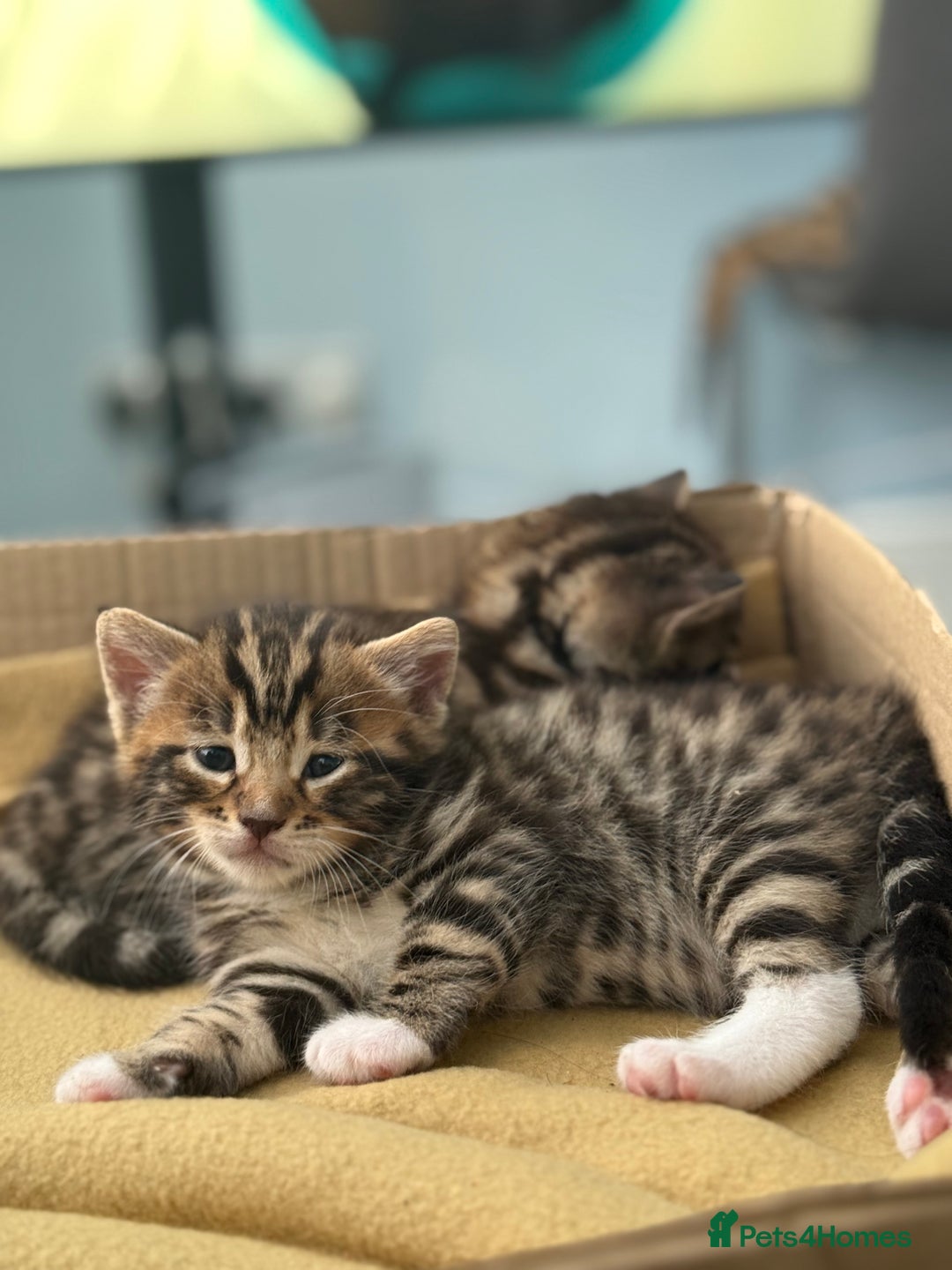 Bengal cats for sale: Mix bengal kittens  - Image 6