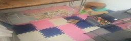 Guinea Pig rodents for sale: 3 x guinea pig sisters in Middlesbrough - Advert 8