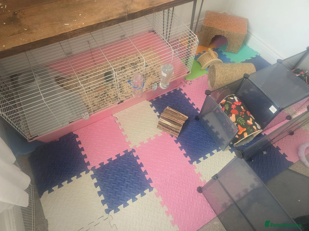 Guinea Pig rodents for sale: 3 x guinea pig sisters in Middlesbrough - Advert 8