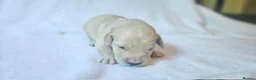 Golden Retriever dogs for sale: KC Registered Show Line Golden Retriever Puppies - Advert 26