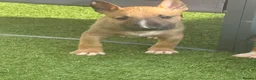 English Bull Terrier dogs for sale: English bull terrier puppies  - Advert 8