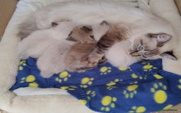 Ragdoll cats for sale: Sweet natured pure bred Ragdoll kittens  - Image 9