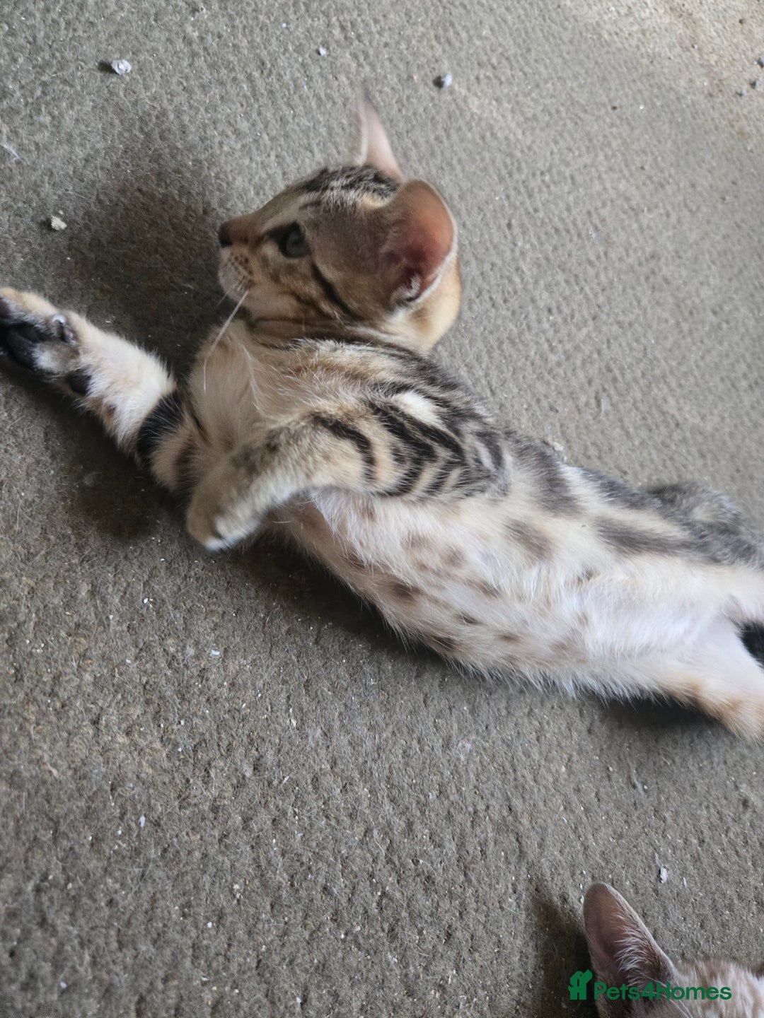 Siamese cats for sale: 3 stunning babies ready to leave now!!! - Image 5