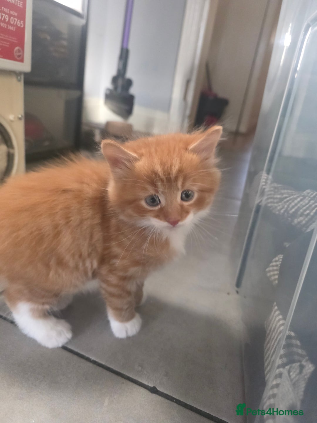 European cats for sale: Ginger male kitten - Advert 3