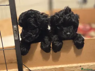 Cockapoo dogs F1B Toy Cockapoo Puppies - Advert 1