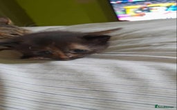 British Shorthair cats for sale: 4 beautiful kittens  - Image 4