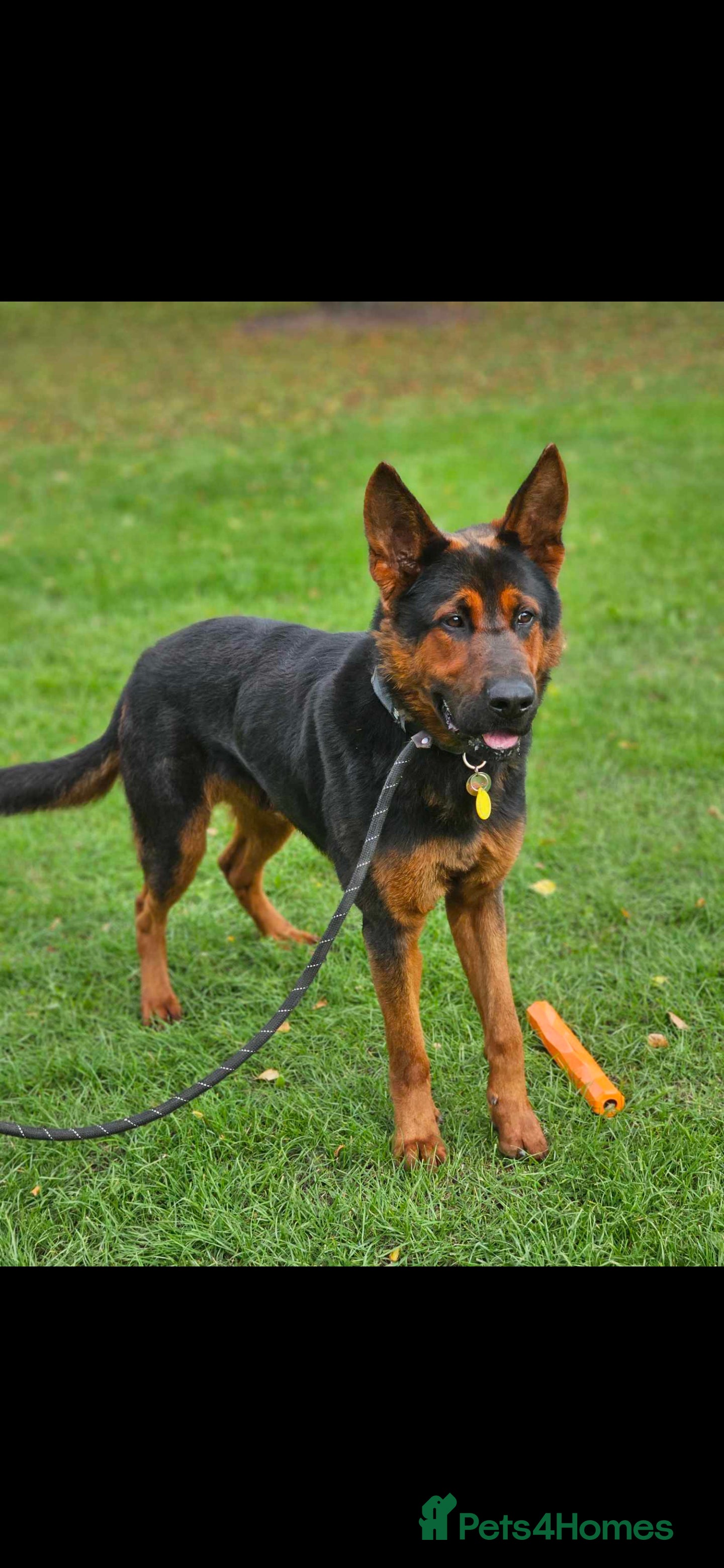 Mixed Breed dogs Tyson Chinese red dog/German shepherd  - Advert 11