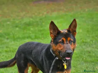 Mixed Breed dogs Tyson Chinese red dog/German shepherd - Advert 11