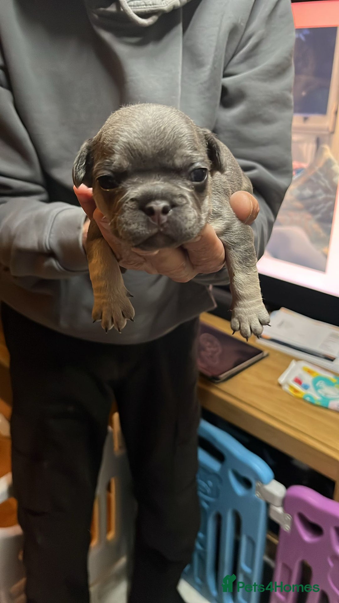 French Bulldog dogs for sale: 7 Stunning Babies ❤️💙 - Image 25