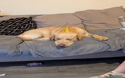 Labrador Retriever dogs for stud: Cosmo☄️the stud - Image 3