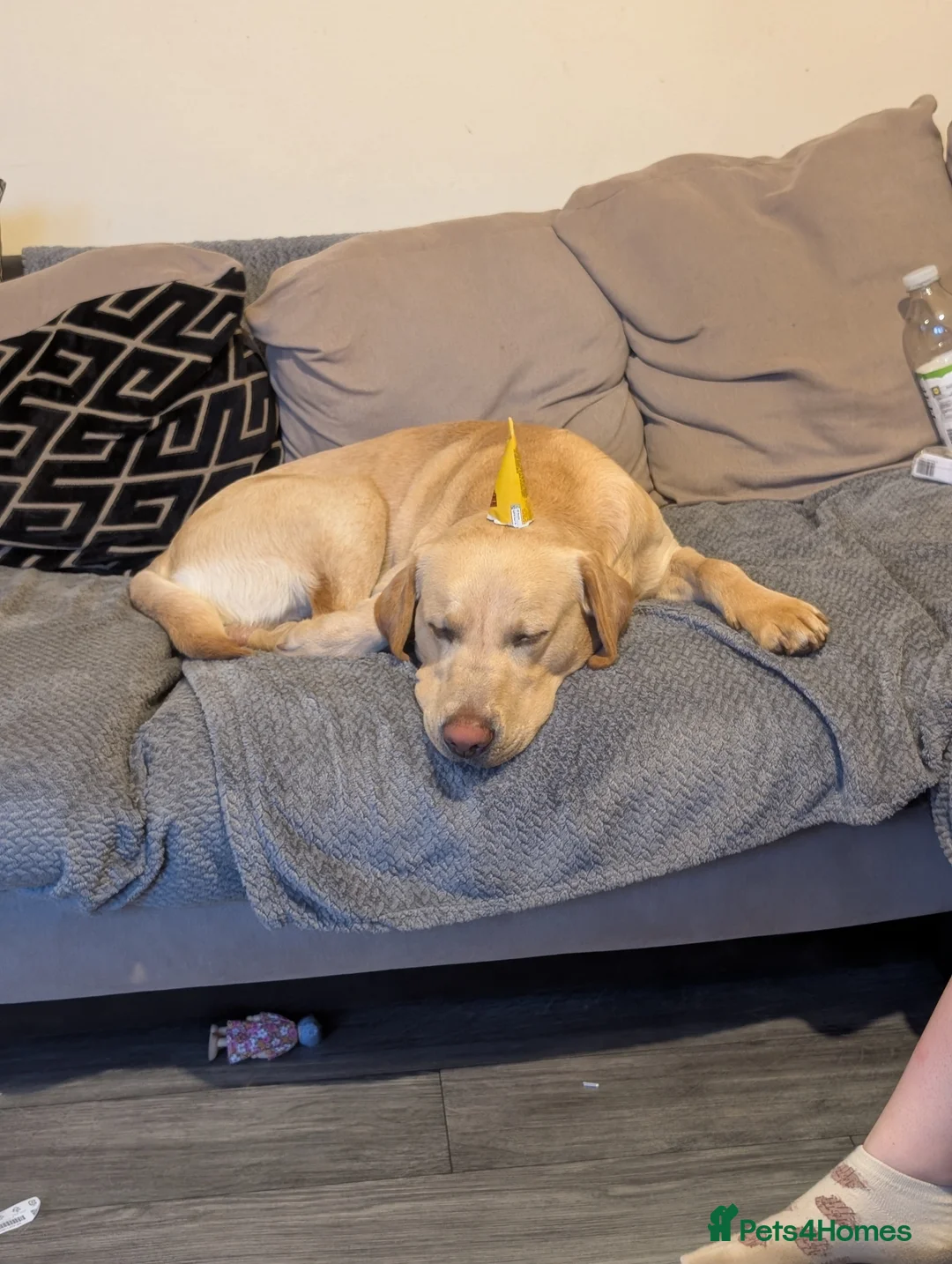 Labrador Retriever dogs for stud: Cosmo☄️the stud - Advert 3