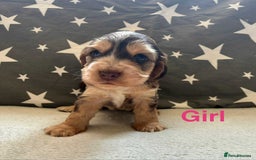 Cocker Spaniel dogs for sale: ❤️Beautiful kc show type cocker spaniel puppies - Image 3