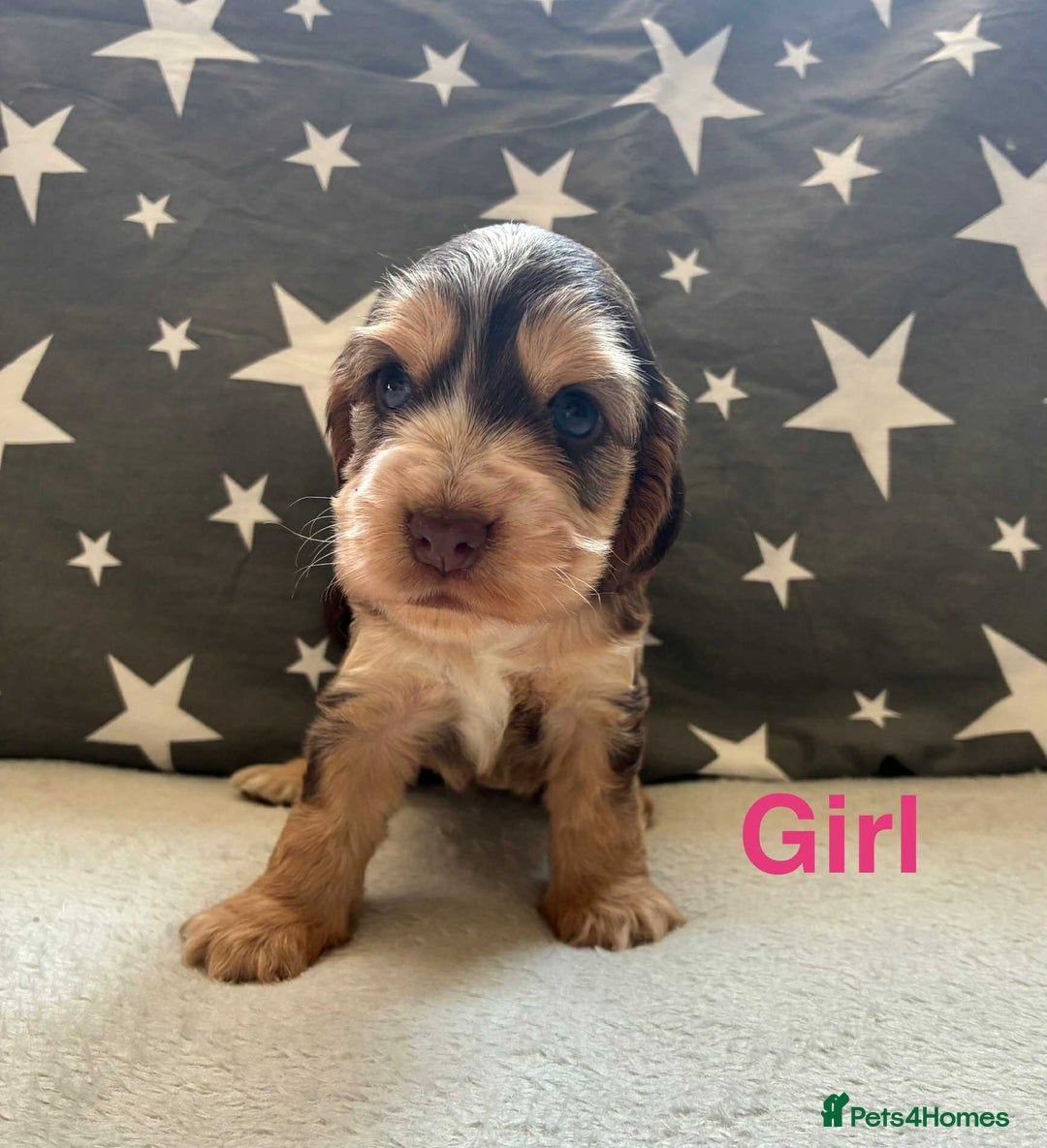 Cocker Spaniel dogs for sale: ❤️Beautiful kc show type cocker spaniel puppies - Image 3