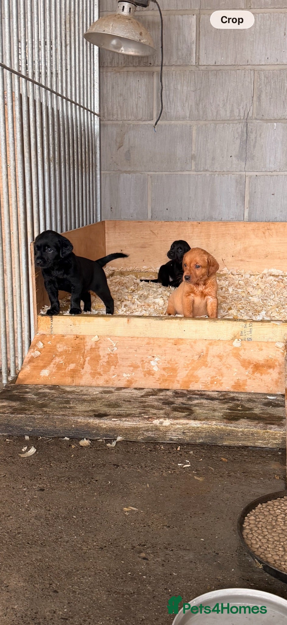 Labrador Retriever dogs Working Labrador Puppies - Advert 2