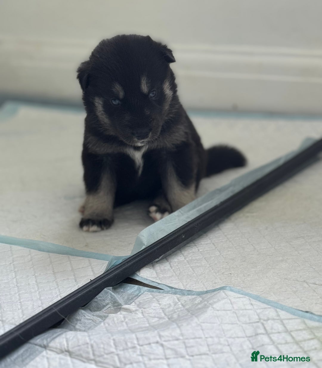 Siberian Husky dogs for sale: Beautiful Chunky Siberian Husky Puppies  - Image 2