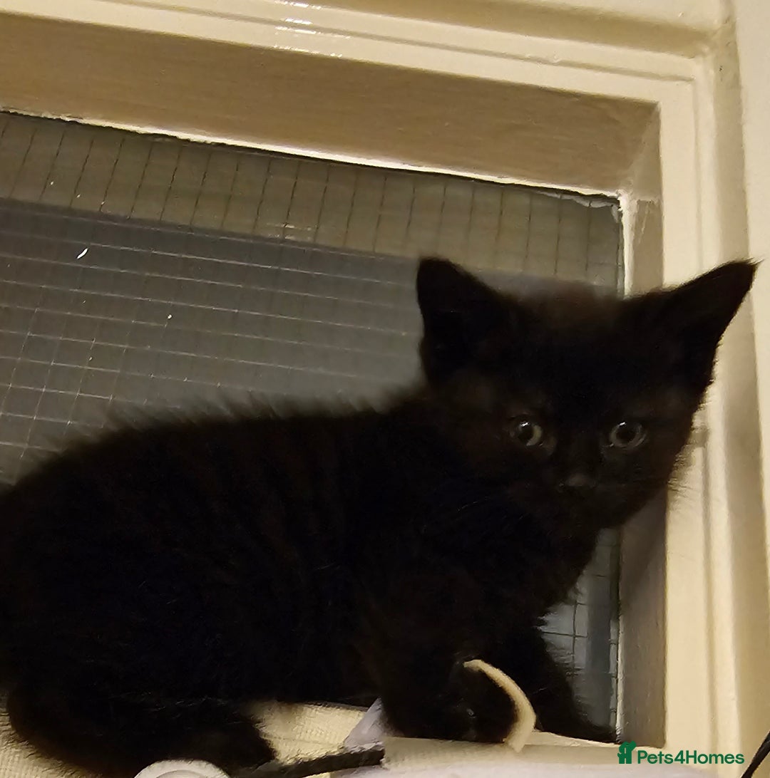 Bombay cats for sale: 2 lovely kitten left 😍 💙  - Image 13