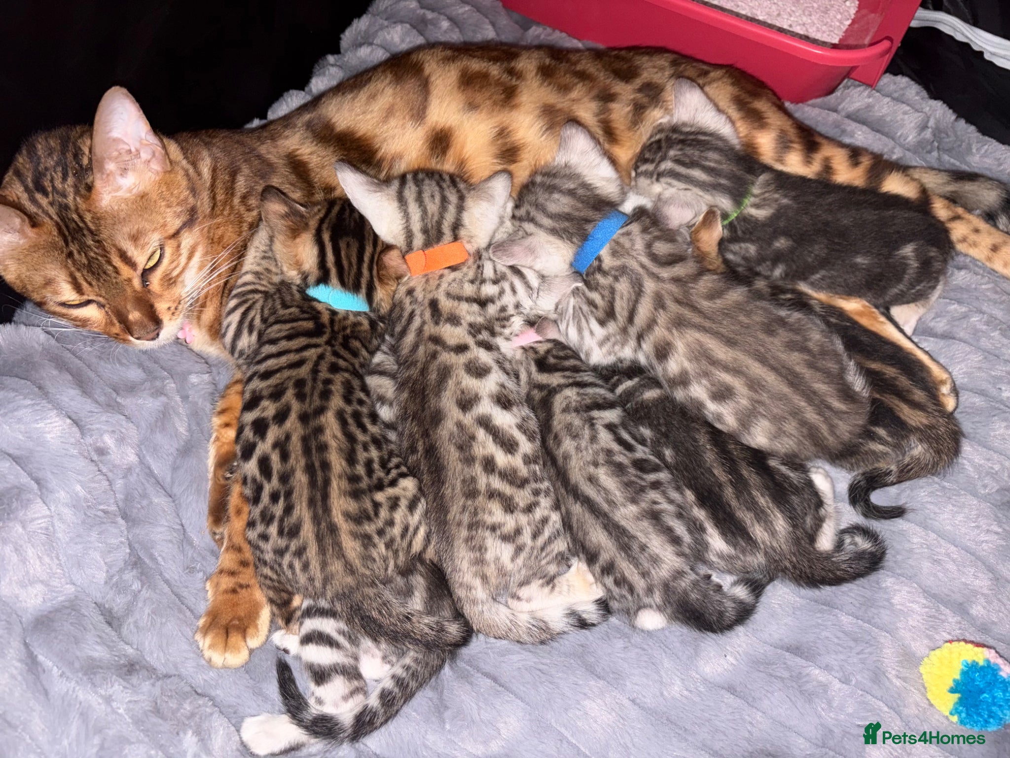 Bengal cats 8 gorgeous bengal kittens for sale  - Advert 6