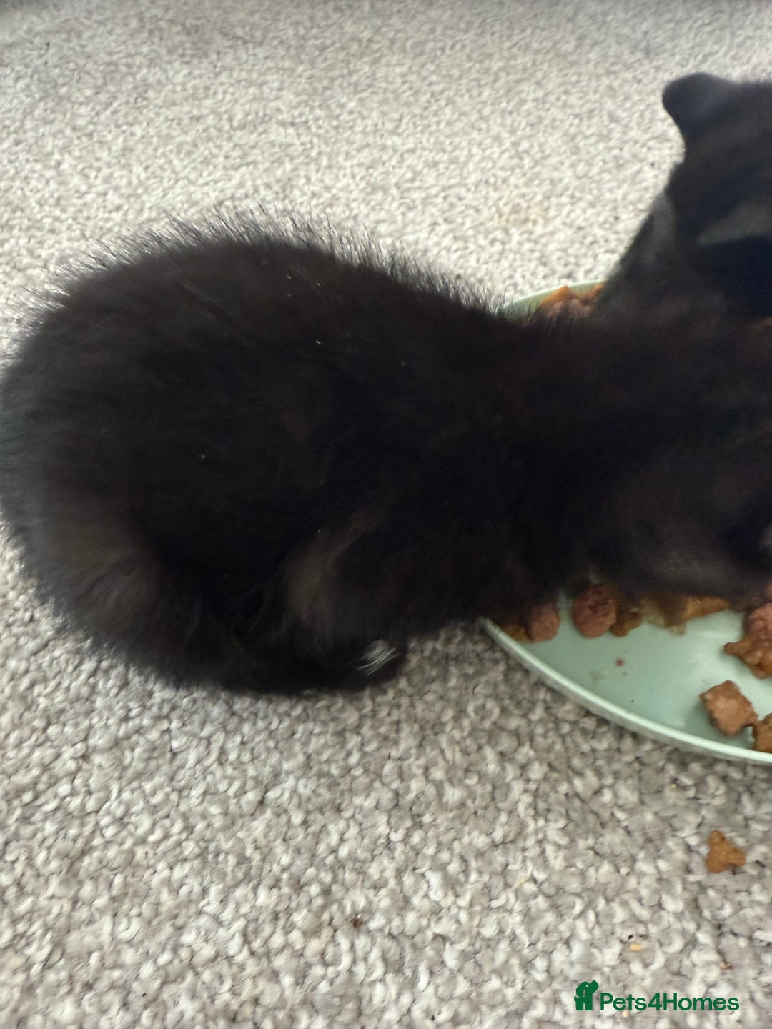 British Shorthair cats for sale: Black and white kittens for sale - Image 4