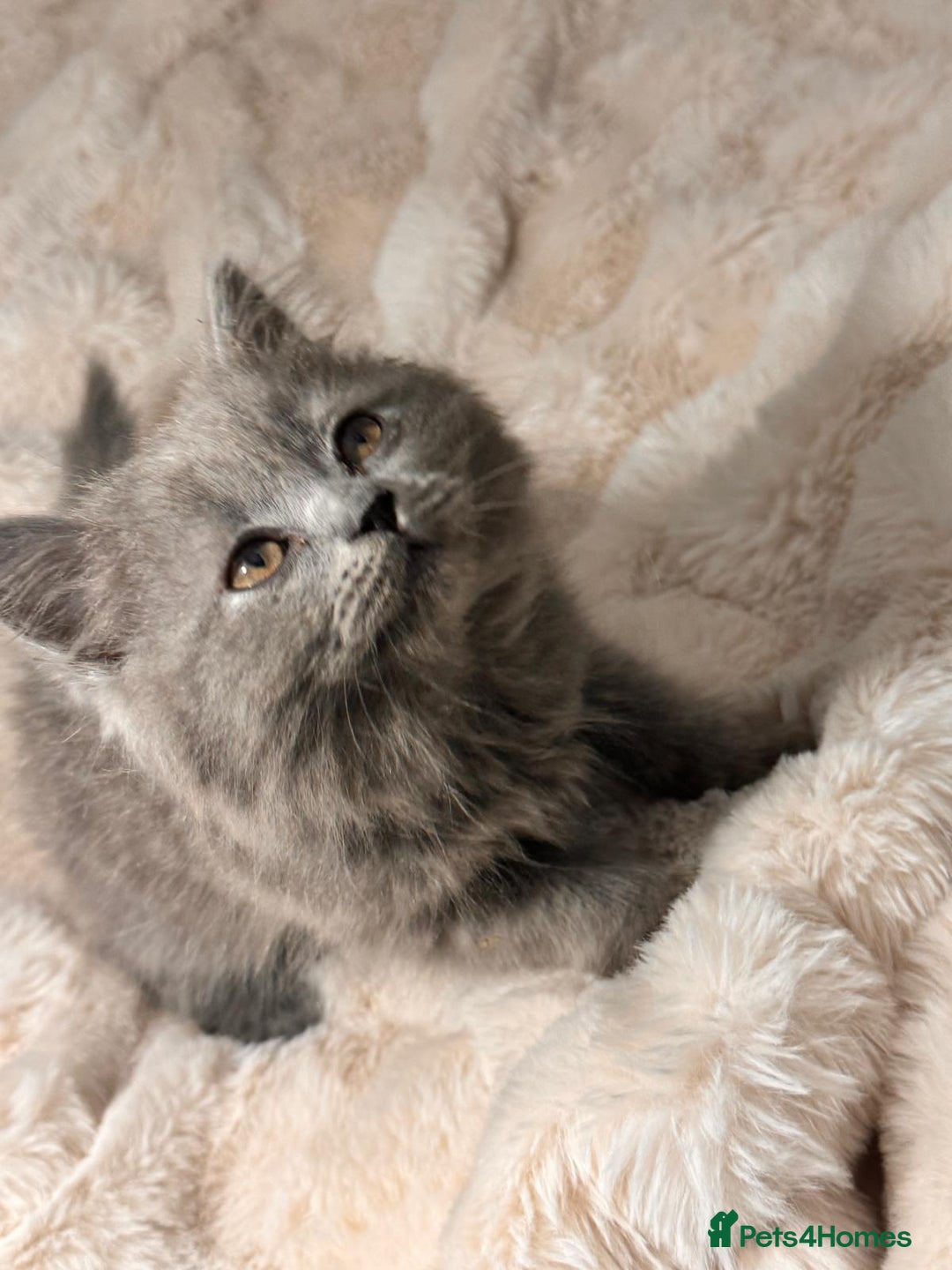 British Longhair cats for sale: !!Champion Bloodline!! British longhair GCCF stoke - Advert 11