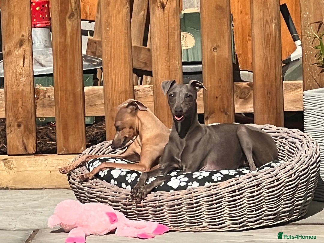 Italian Greyhound dogs for sale: Solid blue kc registered girls  - Advert 5