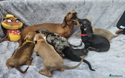 Dachshund dogs for sale: Brilliant Miniature Dachshund Puppies  - Image 5