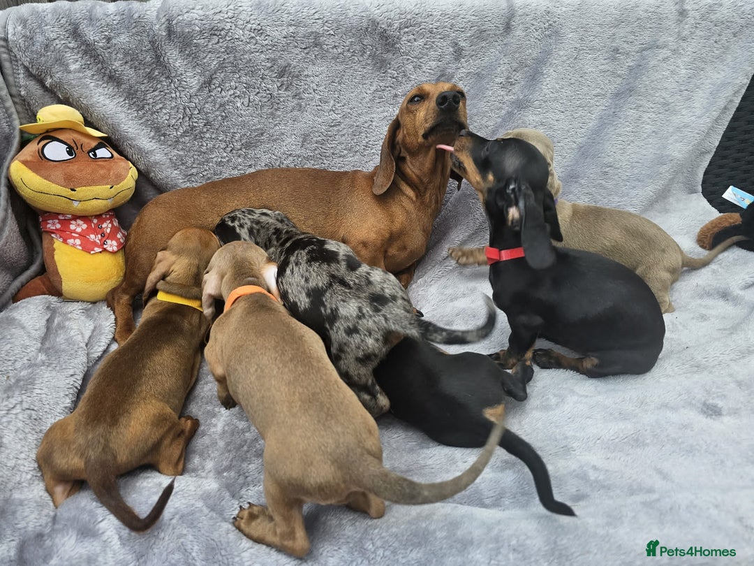 Dachshund dogs for sale: Brilliant Miniature Dachshund Puppies  - Image 5