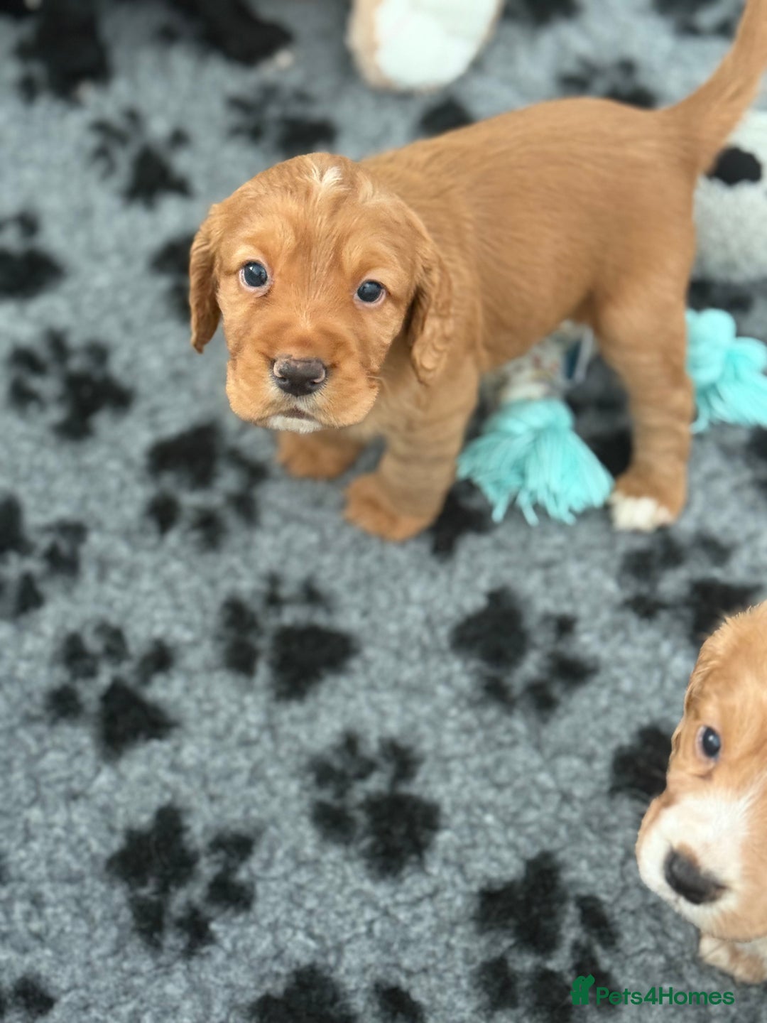 Cocker Spaniel dogs for sale: Stunning KC Working Cocker Spaniel Puppies - Image 11