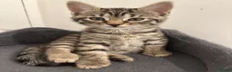Bengal cats for sale: 2 beautiful bengal mix kittens now available !!!! in London - Advert 7