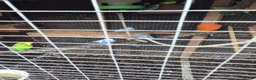 Mixed Breed birds for sale: Birds  - Advert 6