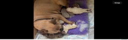 French Bulldog dogs for sale: French bulldog ready now - Advert 2