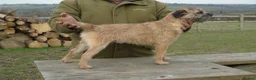 Border Terrier dogs for sale: 1 border boy ready to leave now  - Advert 5