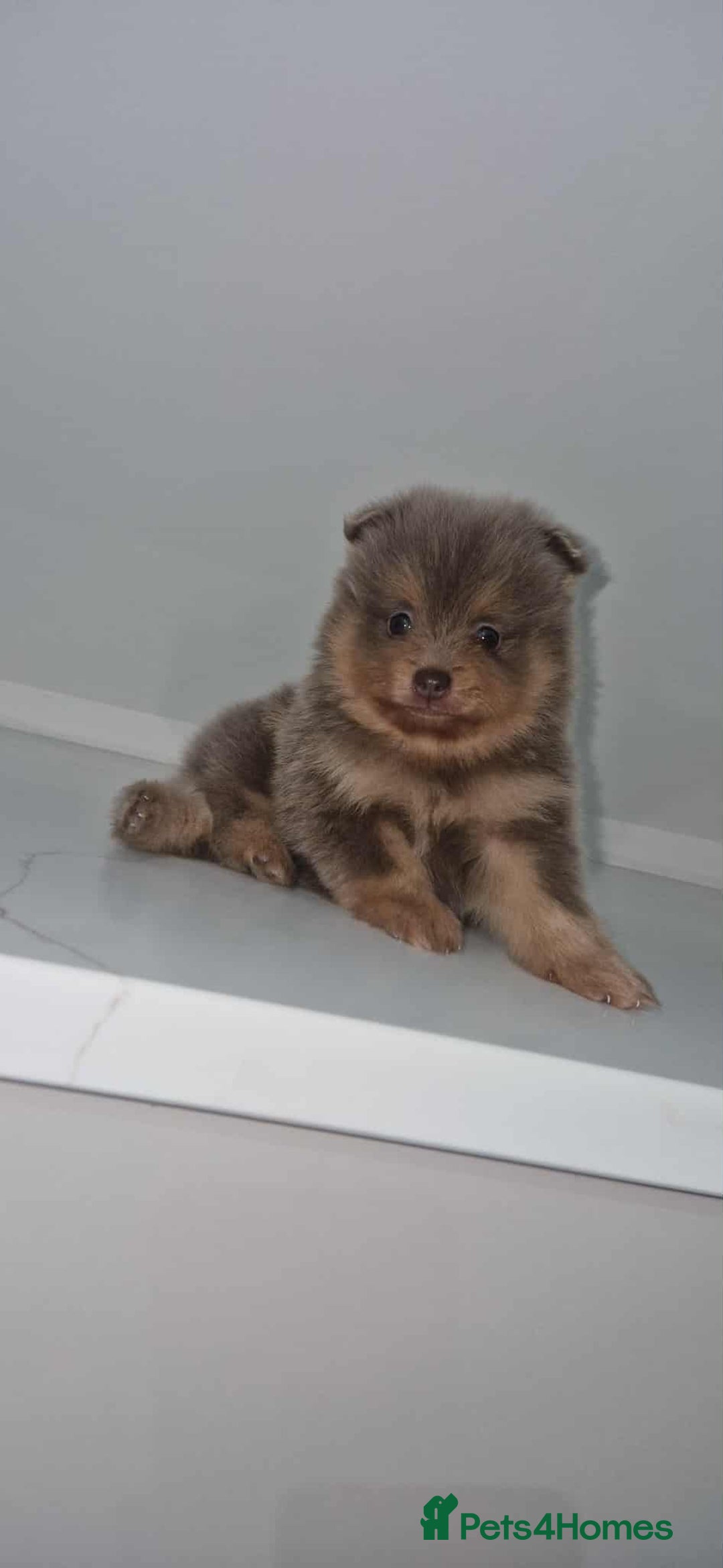 Pomeranian dogs for sale: Beautiful pomeranian puppies  - Advert 19