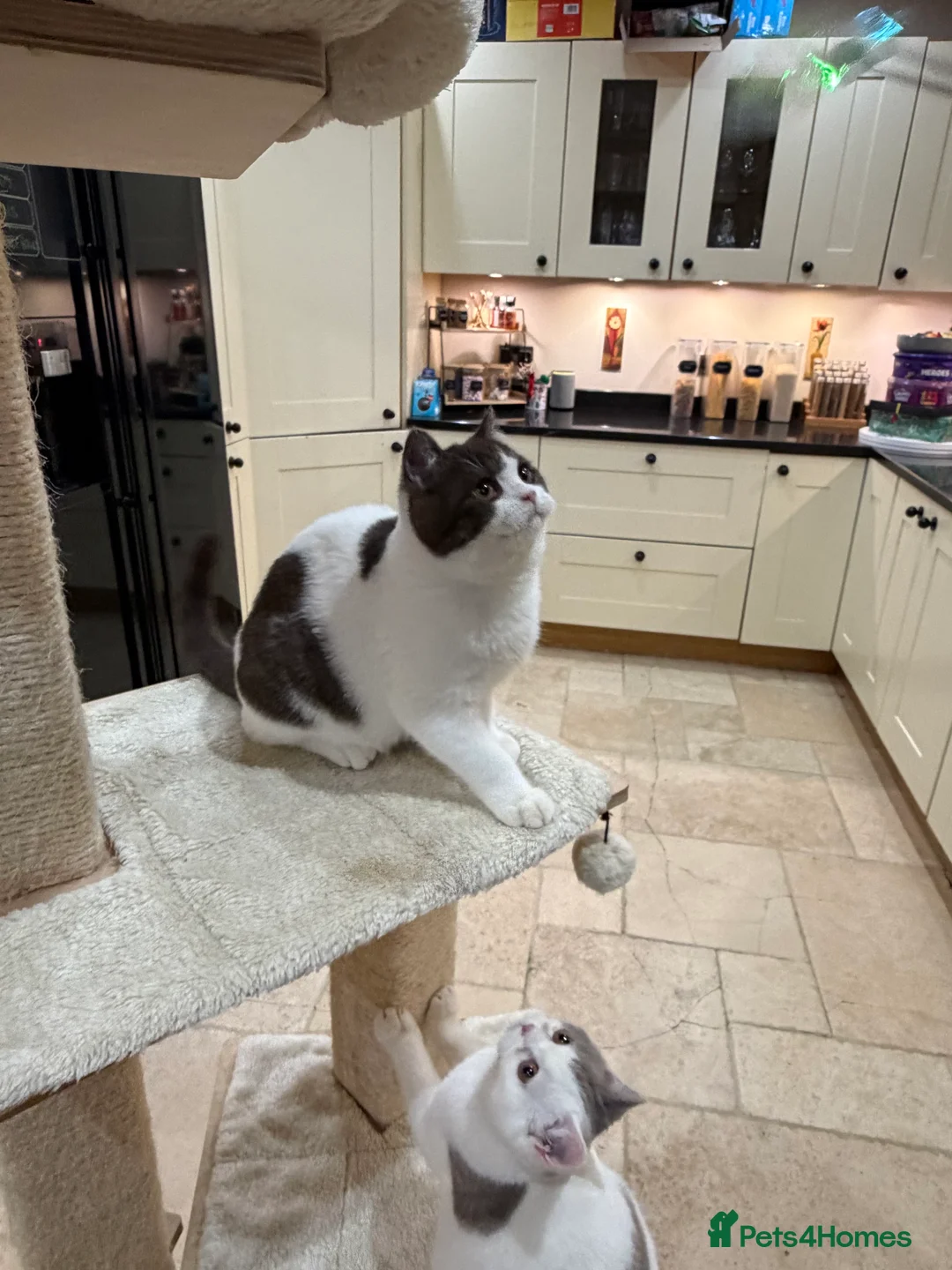 British Shorthair cats for sale: READY NOW - REGISTERED FULL PEDIGREE BSH - Advert 10