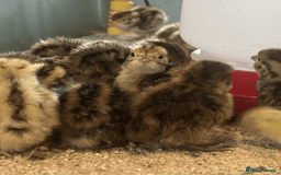 Quail poultry for sale: 🐣 Day-Old Jumbo Celadon Coturnix Quail Chicks - Image 1