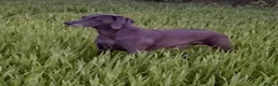 Weimaraner dogs for sale: KC Registered Weimaraner Puppies - Advert 7