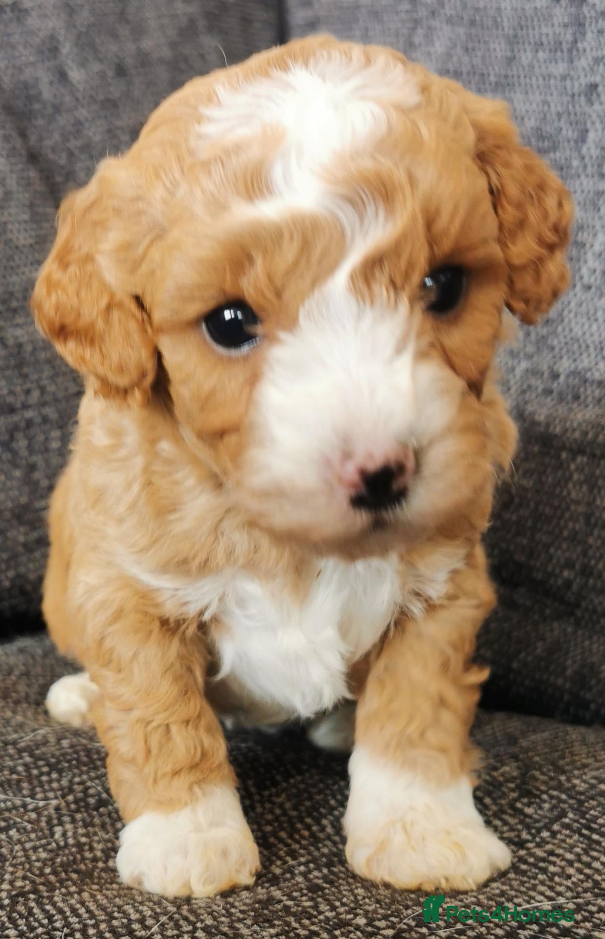 Poochon dogs Superb F1b Poochon Puppies  - Advert 1