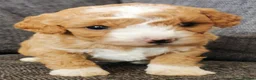 Poochon dogs for sale: Superb F1b Poochon Puppies  - Advert 1