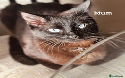 Siamese cats for sale: BEAUTIFUL LYNX POINT SIAMESE GIRL - Image 4