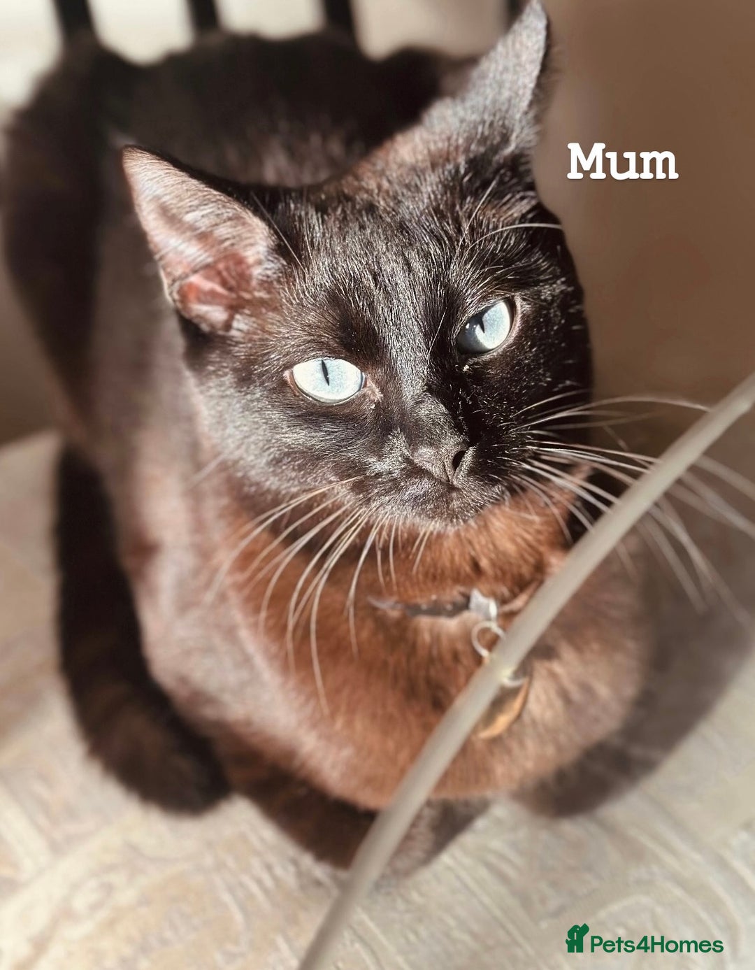Siamese cats for sale: BEAUTIFUL LYNX POINT SIAMESE GIRL - Image 4