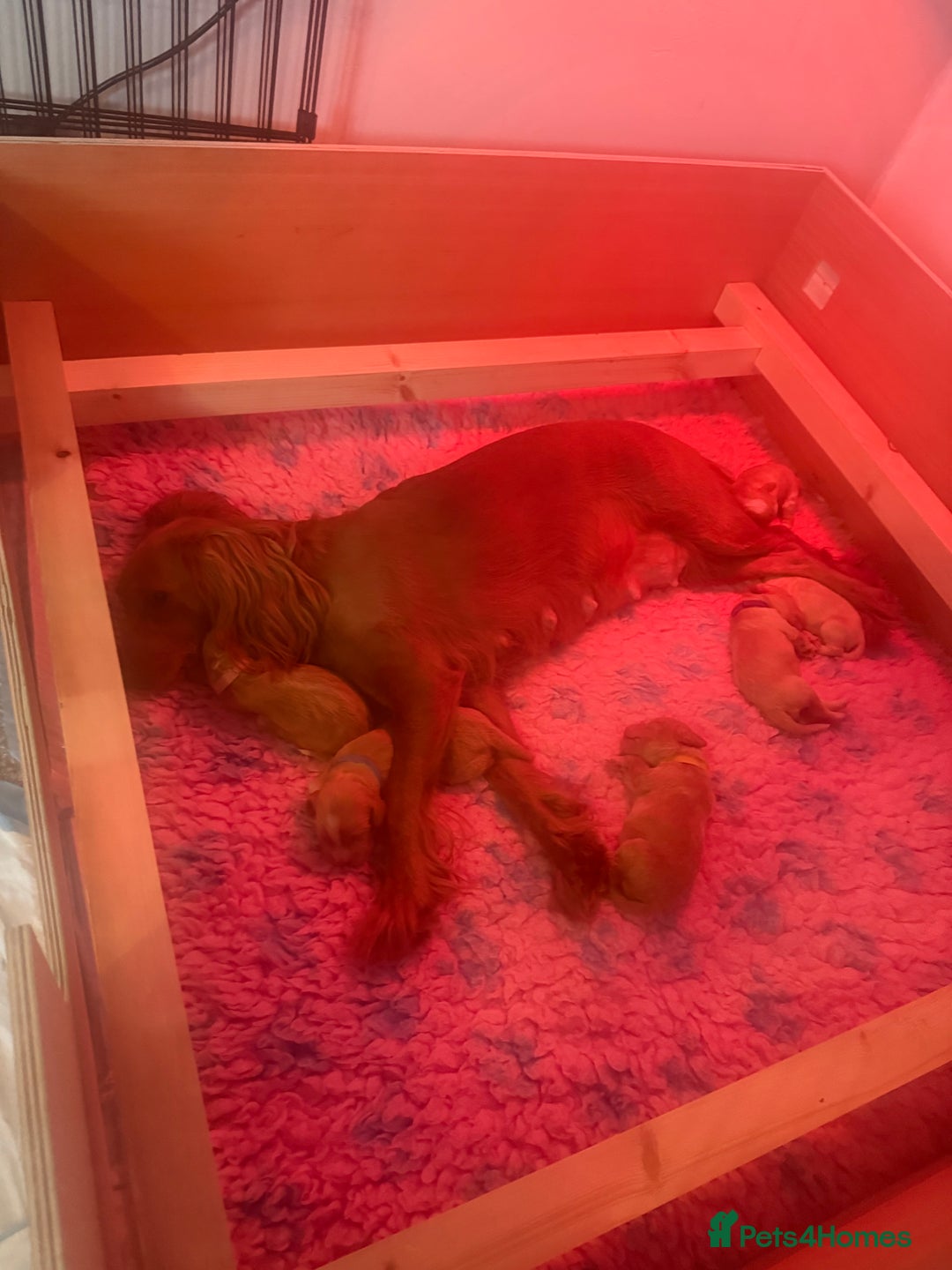 Cocker Spaniel dogs for sale: Beautiful cocker spaniels  - Advert 5