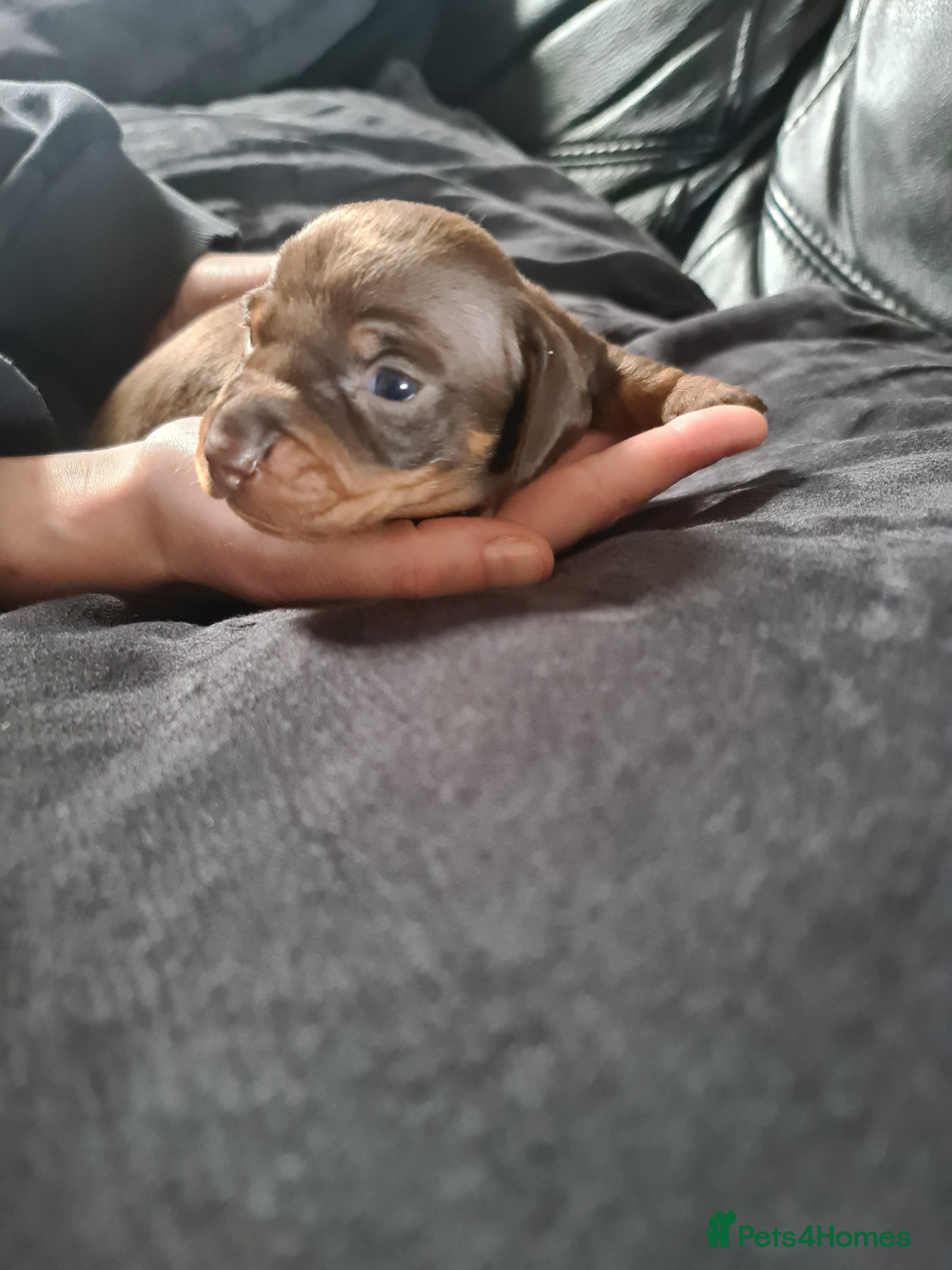 Miniature Dachshund dogs KC Registered Miniature Dachshund Puppies  - Advert 14