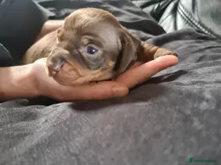 Miniature Dachshund dogs KC Registered Miniature Dachshund Puppies - Advert 14