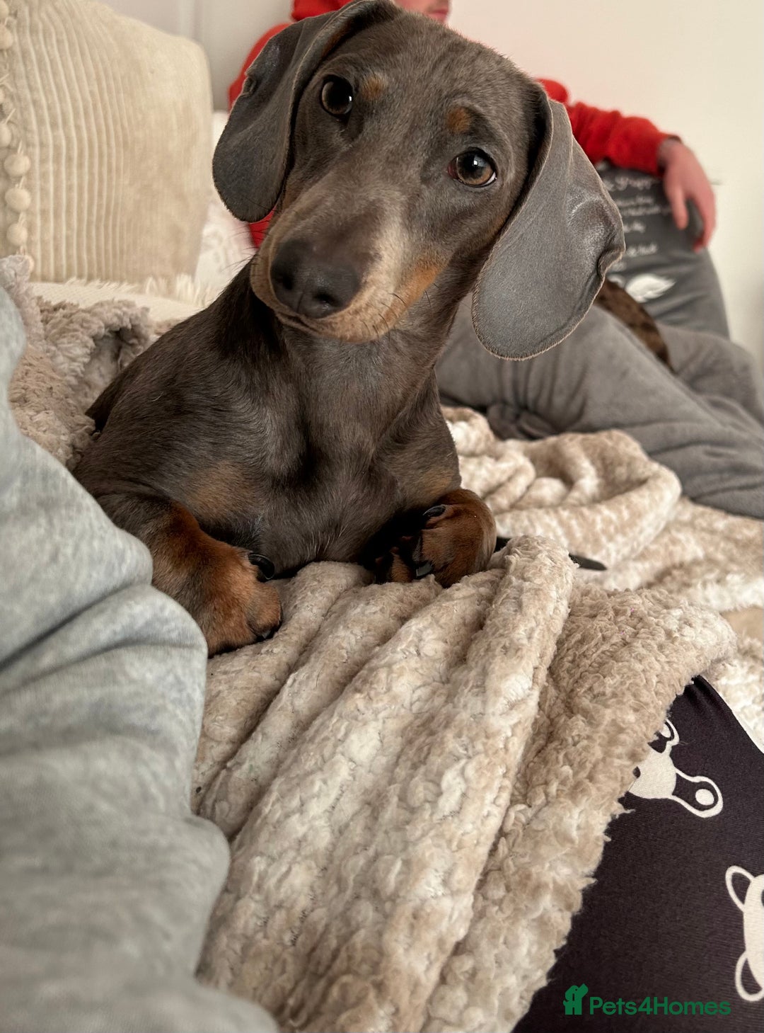 Miniature Dachshund dogs for sale: Miniature dachshunds - Advert 1