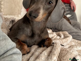 Miniature Dachshund dogs Miniature dachshunds - Advert 1