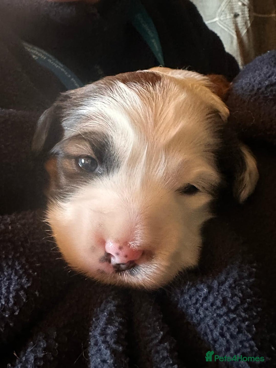 Tibetan Terrier dogs for sale: Beautiful KC registered Tibetan terrier puppy - Advert 7