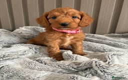 Cockapoo dogs for sale: Health Tested Fox Red Cockapoo  - Image 20
