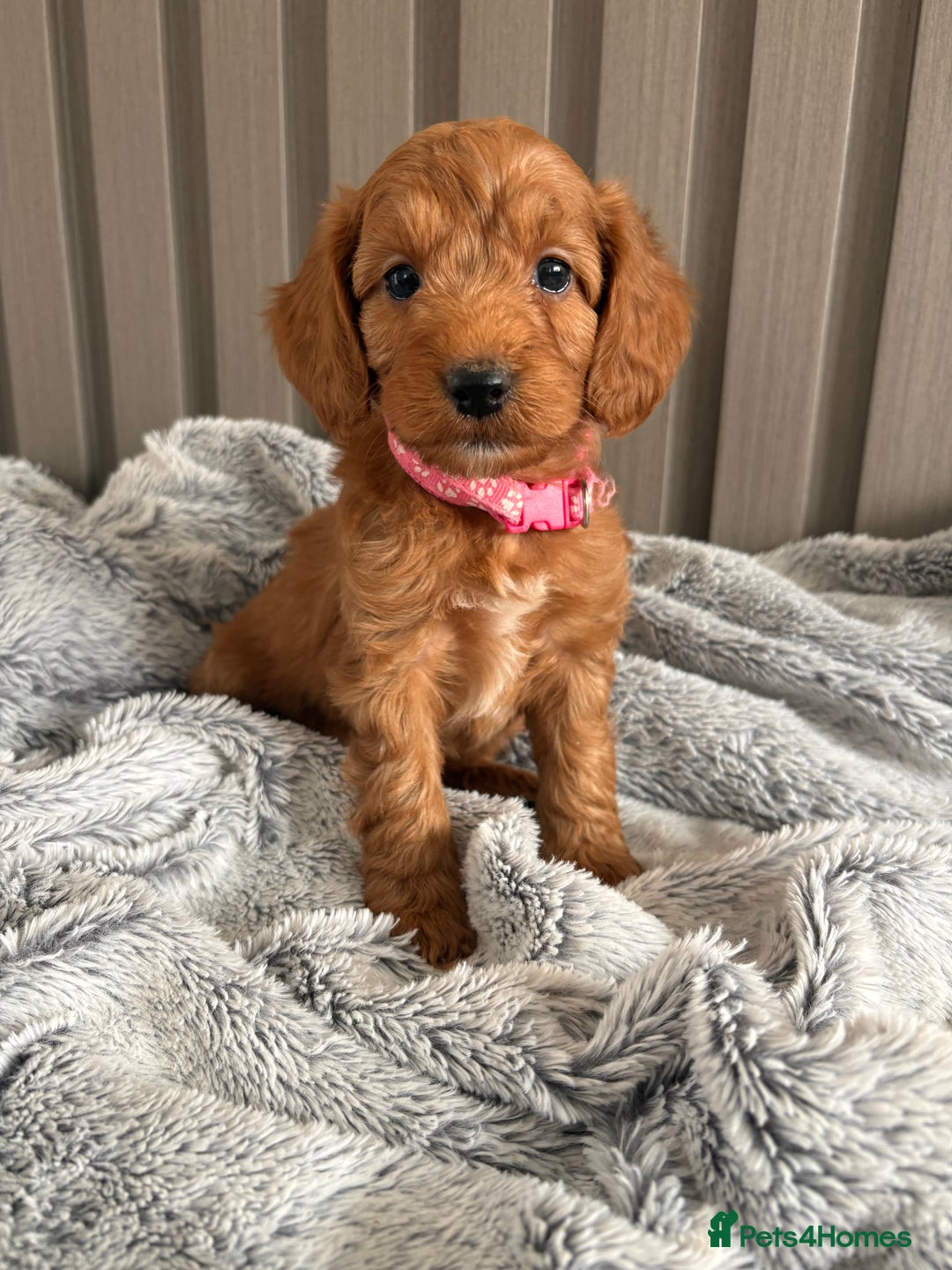Cockapoo dogs for sale: Health Tested Fox Red Cockapoo  - Image 20