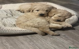 Goldendoodle dogs for sale: Only 2 left of Mela's Marvels F1Bs - Image 23