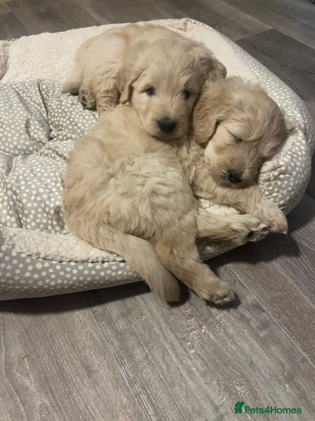 Goldendoodle dogs for sale: Only 2 left of Mela's Marvels F1Bs - Image 23