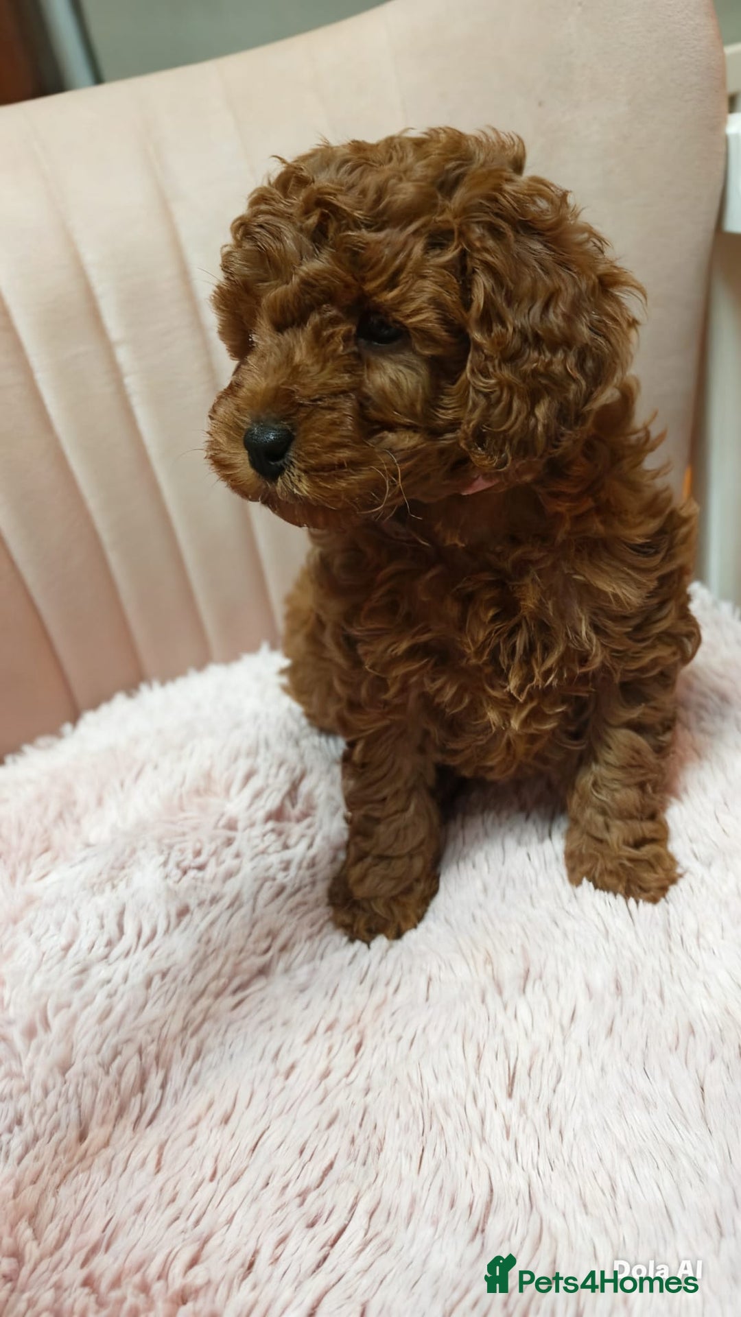 Cockapoo dogs for sale: Cockerpoo puppies  - Advert 7